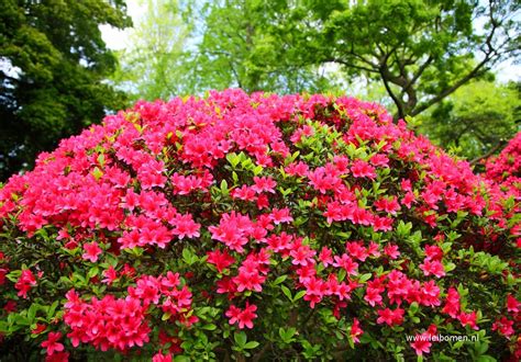 azalea soorten.